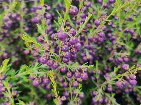 boronia scent.